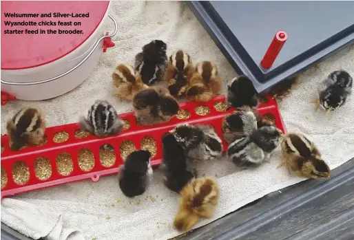  ??  ?? Welsummer and Silver-laced Wyandotte chicks feast on starter feed in the brooder.