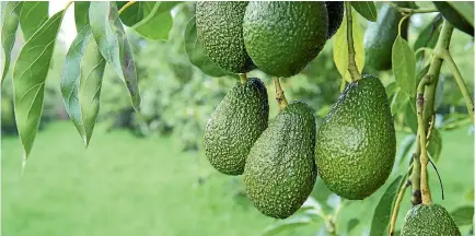  ??  ?? This season avocado sales reached $198 million, an increase of $64m on last season.