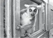 ?? MARTIN MEISSNER/ASSOCIATED PRESS ARCHIVES ?? A ring-tailed lemur watches out of a window at the zoo in Duisburg, Germany. Primates are heading toward an extinction crisis, a new internatio­nal study warns.