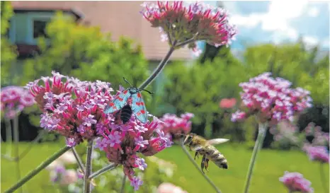  ?? FOTO: BIRGIT VAN LAAK ?? Eisenkraut zählt zu den insektenfr­eundlichen Stauden. Ein Widderchen und eine Biene suchen dort Nahrung.