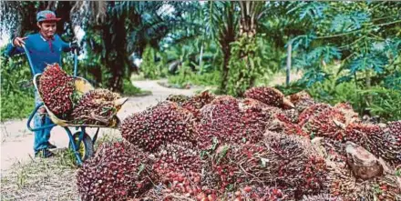  ??  ?? Affing Hwang Capital says exports of palm oil products are likely to have declined six per cent to 890,000 tonnes last month following the reinstatem­ent of the export tax on Jan 1.