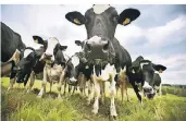  ?? FOTO: DPA ?? Noch gibt es im Rhein-kreis 21 Höfe mit Milchkühen. Wenn die Preise nicht steigen, werde es in zehn Jahren nur noch sechs bis acht geben, prophezeit Stefan Schwengers.