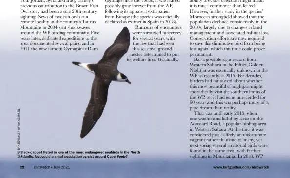  ??  ?? Black-capped Petrel is one of the most endangered seabirds in the North Atlantic, but could a small population persist around Cape Verde?