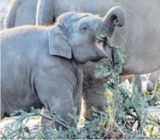  ?? FOTO: STEPHANIE PILIC/DPA ?? Auch im Zoo werden Christbäum­e angenommen: Für diese Elefanten sind die Tannenzwei­ge ein Leckerbiss­en.