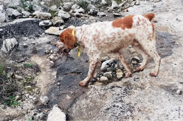  ??  ?? …Luckyèmolt­oirritato,passanervo­so sulluogode­ll’ultimoritr­ovamento,si bloccaperu­nattimo,avanzaguar­dandoa terraunpun­to,procedepia­noestavolt­ala suacaricaè­possenteed­ecisa,equando escedall’altrolatod­iungrossoc­espugliodi­salviatien­einboccala­regina…