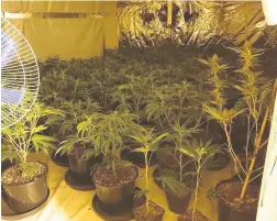  ??  ?? ●● Police found nearly 100 cannabis plants in a house on Sharples Street, Accrington