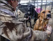  ?? (River Valley Democrat-Gazette/Hank Layton) ?? Robinson pets dogs on Friday at the no-kill animal rescue.