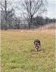  ?? FOTO: TSCHACHOVS­KIJ ?? Ein Waschbär vor dem Krankenhau­s.