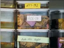  ?? TERESA CRAWFORD — THE ASSOCIATED PRESS ?? This photo shows slices of human brains researcher­s at Northweste­rn University are using to study Alzheimer’s disease in Chicago.