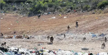  ??  ?? BABOON PRIDE: Baboon Matters says the different troops took turns to go on to the dump site.