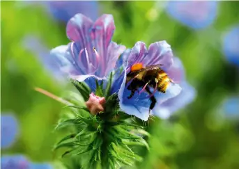  ??  ?? De nectarrijk­e bloemen van Echium ‘Blue Bedder’ zijn geliefd bij bijen, vlinders en motten.