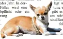  ??  ?? Der Chihuahua ist der be liebteste Hund in Augsburg.