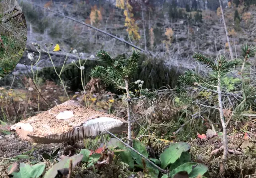  ?? (fotoserviz­io Zanfron) ?? Simbolo di rinascita Sopra, piccoli esemplari di abete rosso spuntati nei boschi del Bellunese distrutti da Vaia