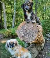  ?? ?? Tibet Spaniel Honey (blond) und Mischling Trouble mischen gemeinsam den Wald auf. Fotografie­rt wurden die beiden von Tina Mayer.