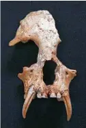  ?? A newly described extinct gibbon’s skull, found in the tomb of Lady Xia, was so different from that of living gibbons that it was classified as its own genus and species, Junzi imperialis. Samuel Turvey / ZSL via The New York Times ??