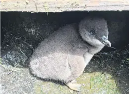  ?? PHOTO: PHILIPPA AGNEW ?? Storm watchers . . . A bumper little penguin breeding season at Oamaru could have been interrupte­d by the stormy stormy start to summer as chick weights are down by as much as 200g this year.