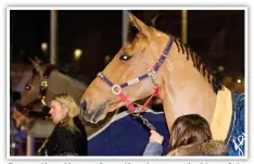  ??  ?? Evacuation: Horses from the show are led to safety