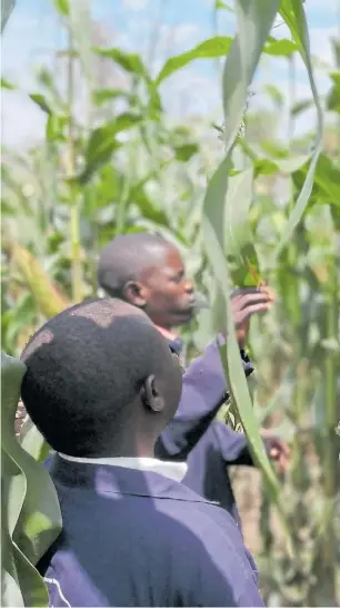  ??  ?? En el lote. El cultivo más importante en Uganda es el maíz, sobre todo maíz blanco para consumo humano, es el más protocoliz­ado y para el que hay más insumos