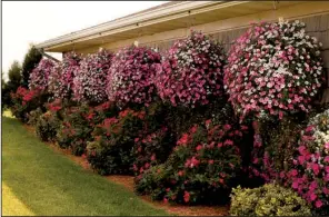  ??  ?? “Vista Bubblegum” petunias spread 36 inches, making an impressive show in hanging baskets.