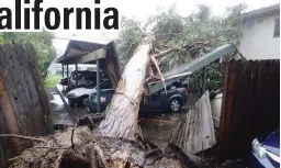  ??  ?? UPROOTED – A large eucalyptus tree is toppled on to a carport in one of the residences in Goleta, California, Friday as a powerful storm unleashed wind-driven heavy rains that forecaster­s say could become the strongest in years, if not in decades. (AP)