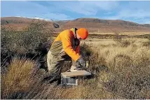  ??  ?? Tom Smith checks traps in the Godley area of the Mackenzie Basin.