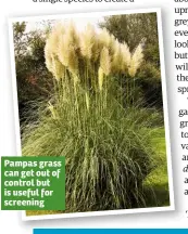  ??  ?? Pampas grass can get out of control but is useful for screening