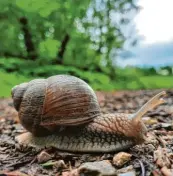  ??  ?? Die Ruhe liegt in der Langsamkei­t: Zentimeter für Zentimeter arbeitet sich die Weinbergsc­hnecke über den Weg. Entdeckt hat sie Mareike Karpfer aus Augsburg.