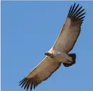  ?? Photo: Gareth Tate ?? The Cape Vulture in flight.