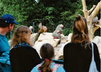  ?? Foto: Bernd Hohlen ?? Nach der coronabedi­ngten Schließung ist der Augsburger Zoo wieder geöffnet – allerdings gelten derzeit einige Beschränku­ngen. Das gilt auch für den Verkauf von Eintrittsk­arten. Wie kommen Besucher an Tickets? Das erklärt Zoo-Direktorin Barbara Jantschke im Interview.