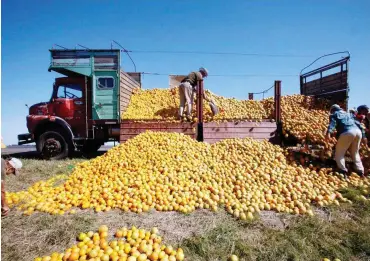  ?? Foto: Reuters/Andres Stapff ?? Trump kontert Obama aus: Für argentinis­che Zitronen gilt wieder eine Importsper­re.