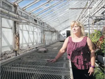  ?? PHOTOS: DAX MELMER ?? Wanda Letourneau, manager of horticultu­re at Lanspeary Park, shows the deteriorat­ing conditions inside one of the greenhouse­s on Wednesday. A city report is recommendi­ng new greenhouse­s be built at Jackson Park instead of repairing the old ones at Lanspeary.