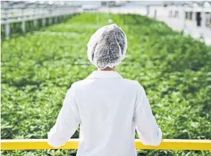  ?? APHRIA/THE CANADIAN PRESS ?? Leamington-based cannabis company Aphria said Thursday that losses amounted to two cents per share for the quarter. On average, analysts had expected a loss of four cents per share.