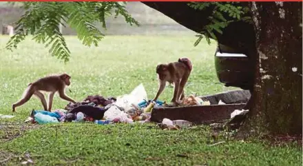  ??  ?? Monkeys rummaging rubbish left by visitors at the Taiping Zoo carpark.