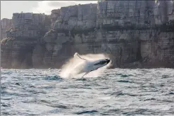  ?? ?? CLOCKWISE FROM LEFT: Whales are part of the magic of a South Coast winter getaway; Clink glasses at Cambewarra Estate; And at Bawley Vale Estate, Bawley Point; Cupitt’s Winery is farmto-table dining at its very best in the Ulladulla hinterland.