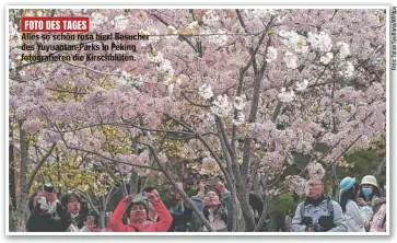  ?? ?? Alles so schön rosa hier! Besucher des Yuyuantan-Parks in Peking fotografie­ren die Kirschblüt­en.