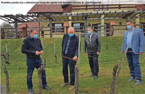  ??  ?? Posledice pozebe si je v Jeleničeve­m vinogradu ogledal tudi kmetijski minister dr. Jože Podgoršek.