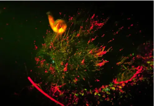  ?? IMAGE: Maarten De Brauwer ?? ABOVE: Hairy frogfish in Lembeh Strait,Indonesia