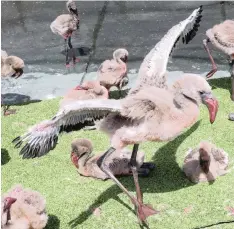  ??  ?? FORTY-TWO flamingos that came to Sanccob as chicks earlier this year were released back to the wild yesterday. The remaining 49 birds held at Sanccob will hopefully follow and be sent in May.