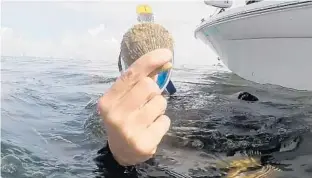  ?? PHOTOS BY CASSIE ARMSTRONG/ STAFF PHOTOGRAPH­ER ?? Kaley Taylor holds up a scallop caught in Homosassa Bay. Scallops don’t bite or pinch or do anything scary. Out of water, below, scallops may spit, but it’s just a little seawater and won’t hurt you.