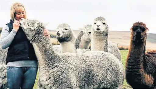  ??  ?? ●Joanne Schembri and her six alpacas in Littleboro­ugh - part of her new business Calderbroo­k Alpacas.