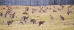  ?? Picture: STEWART McLEAN ?? HOP TO IT: The Agile Project is seeking permission to relocate wallabies from a colony at Trinity Beach.