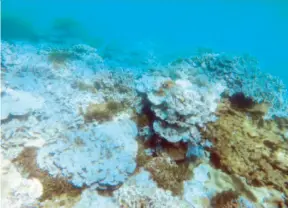  ??  ?? Durante el tiempo que el coral queda blanqueado está más débil y más propenso a morir, explicó la bióloga Nilda Jiménez.