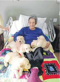  ??  ?? Six-week-old golden retriever puppies arrived for a visit with Tideview Terrace residents in Digby on Feb. 12. Mary Harvieux was one of many who enjoyed the pups.