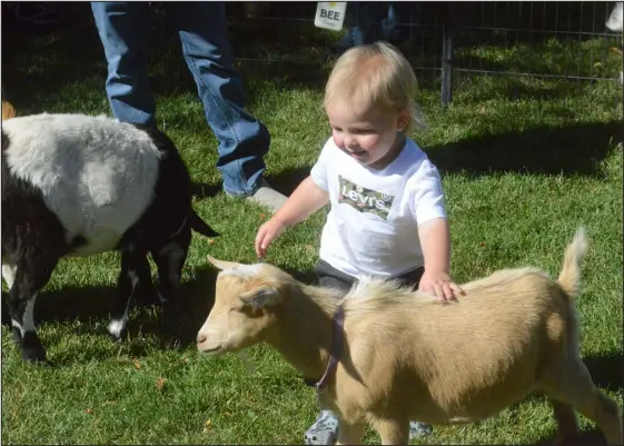  ?? WILL COSTELLO — REPORTER-HERALD ?? Spencer Miller, 1, pets a goat at the Ranch’s 20th anniversar­y Sunday.