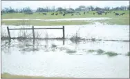  ?? Westside Eagle Observer/MIKE ECKELS ?? Just north of Gentry along Arkansas 59, flooding in a pasture forces a herd of cattle to higher ground on March 19. This scene repeated itself along Arkansas 59 from Siloam Springs to Missouri.