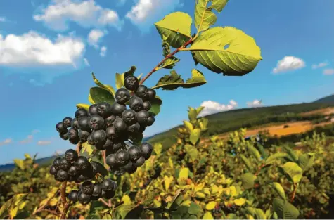  ?? Foto: Karl-Josef Hildenbran­d, dpa ?? Aroniabeer­en auf einer Plantage im unterfränk­ischen Eschau.