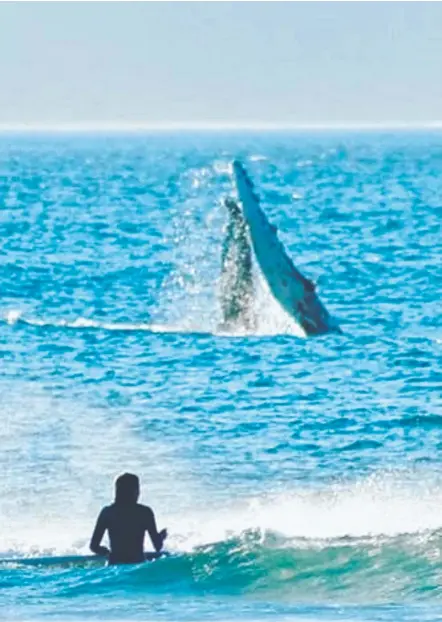  ?? Picture: KELLIE WILSON ?? One of the pod of four whales frolics in the shallows at Coolangatt­a.