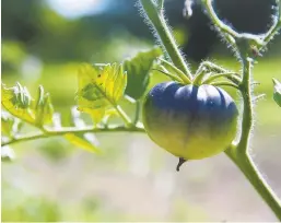  ?? GABRIELLE RHOADS/MORNING CALL PHOTOS ?? Dan Waber of East Greenville grows and sells 320 types of tomatoes. There is a wide variety of shapes, sizes, colors, textures, and flavors.