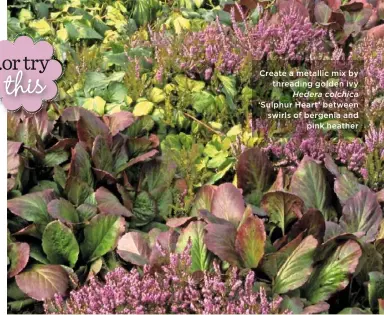  ??  ?? Create a metallic mix by threading golden ivy Hedera colchica ‘Sulphur Heart’ between swirls of bergenia and pink heather