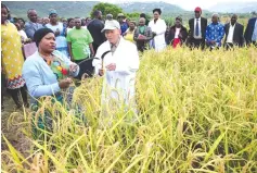  ?? ?? First Lady Dr Auxillia Mnangagwa being shown a tool used in harvesting Nerica 7 rice, by Japanese agricultur­al expert Dr Tatsushi Tsuboi in Marange